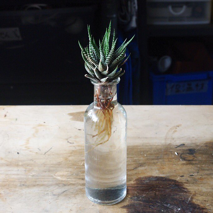 Kato Norihiro V Twitter 水耕栽培と相性が良さそうなのはユーフォルビアやハオルチアの硬いやつ 成長が遅いから徒長もしにくく 水中根が太くてコケまみれにもなりにくい