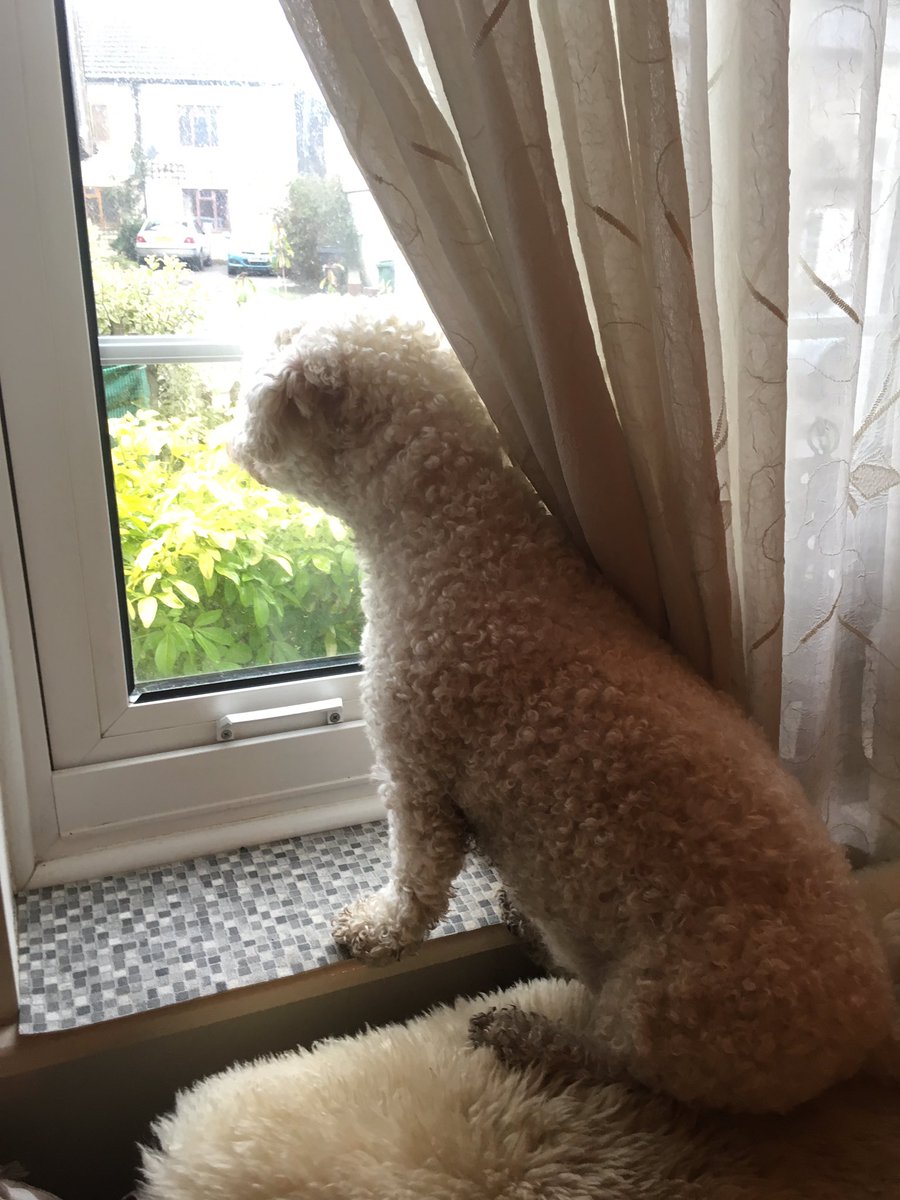 TravelMillie's tweet photo. Keeping guard #adogsjob #itadogslife #responsibility https://t.co/cCn2vFSzfC