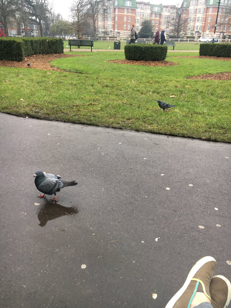 thechippypoo's tweet photo. @HuntedCBS Uh oh gotta run! I think the hunters have deployed pigeons! #hunted https://t.co/av6aYojkVq