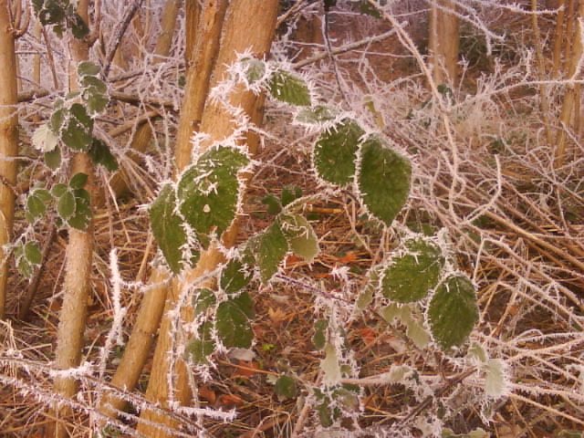 Minnjanima's tweet photo. Listen to 'winter' by Minnja https://t.co/r8tG0QB3aV  #winter #herbst #depression #grau #dunkel #trüb #frühling https://t.co/fzF10IkmVP