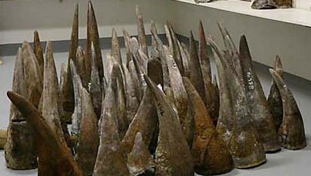 JohnEScanlon's tweet photo. South Africa releases new draft regulations affecting rhino horn trade &amp; invites public comments. For details see https://t.co/s13OVi3xOo https://t.co/z9ePh1IWAl
