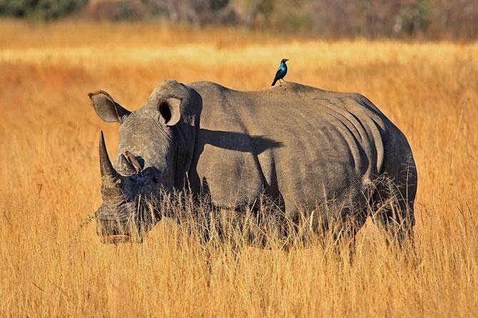 JohnEScanlon's tweet photo. South Africa releases new draft regulations affecting rhino horn trade &amp; invites public comments. For details see https://t.co/s13OVi3xOo https://t.co/z9ePh1IWAl