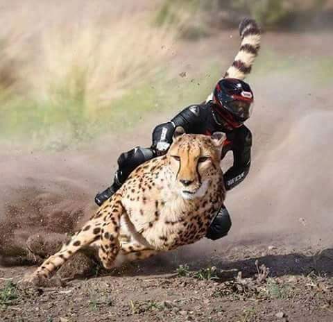 NSISN5's tweet image. When you are running late for mass. #CheetahFast #CheetahBike #Vrrm #CatholicsAreAlwaysLate