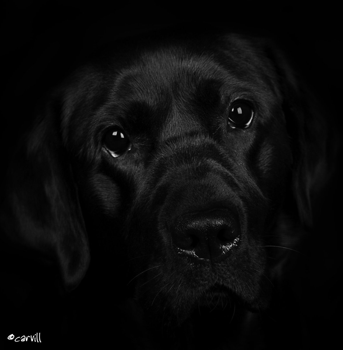 Point7UK's tweet image. Pennie Black II #blacklab #Brigg #canonuk