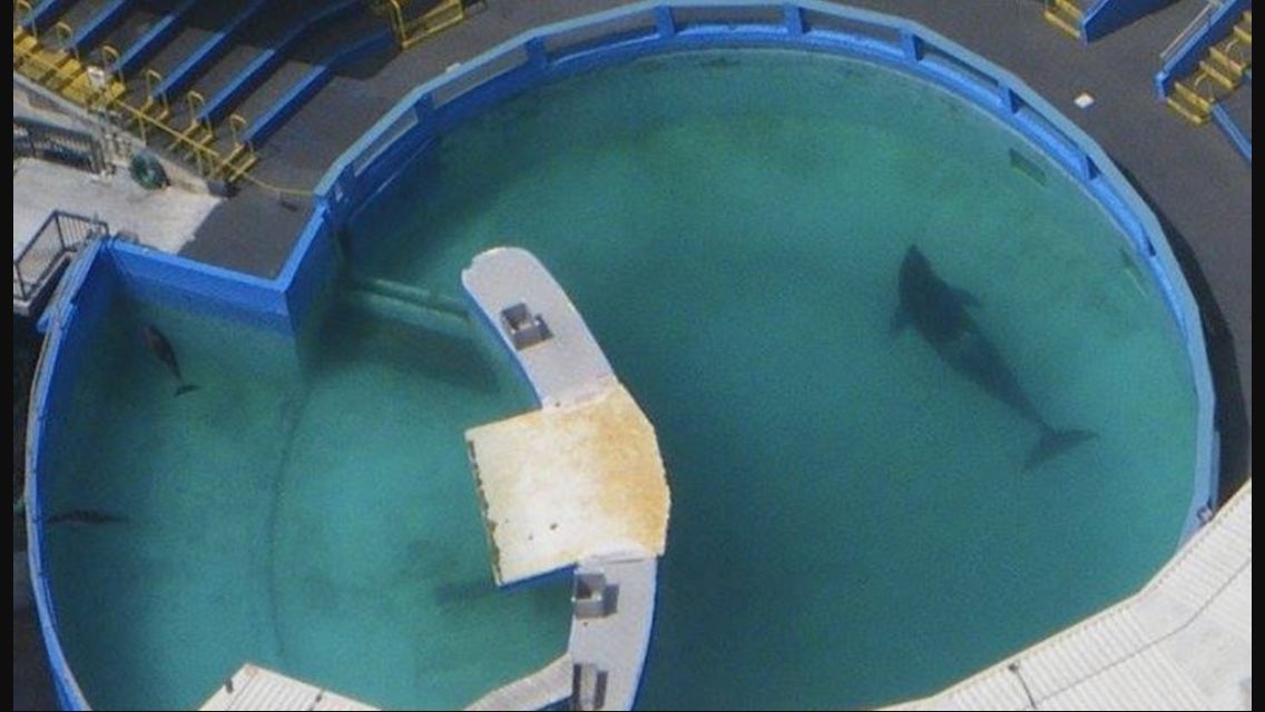 Marcinthetank's tweet photo. There was a time we were unaware of this beautiful giants captivity. Now we know, what will you do to stop this? #EmptyTheTanks https://t.co/JMsSeS991c