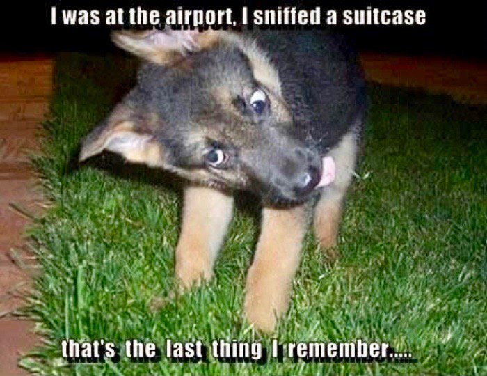 DQ_GSD's tweet photo. #K9s #GSD #Humor #LEO #NarcDog hit the stash 🎤 https://t.co/KfxeWB4p5Y @AnonymousCop50 @PSDK9Tar @P8riot_1776 @Domelights @Daily_Cop_Quote https://t.co/2Tpje3u0JK