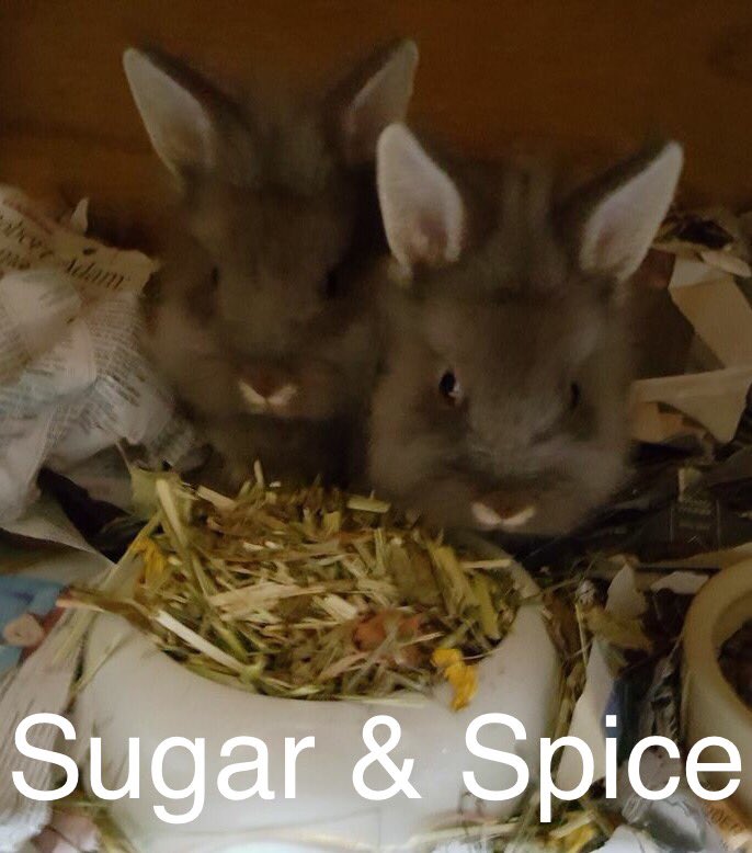 TPRehoming's tweet photo. Sugar and Spice are in for spaying on Thursday. Keeping everything crossed for them #adoptdontshop #neuter https://t.co/tZIzwfePcn