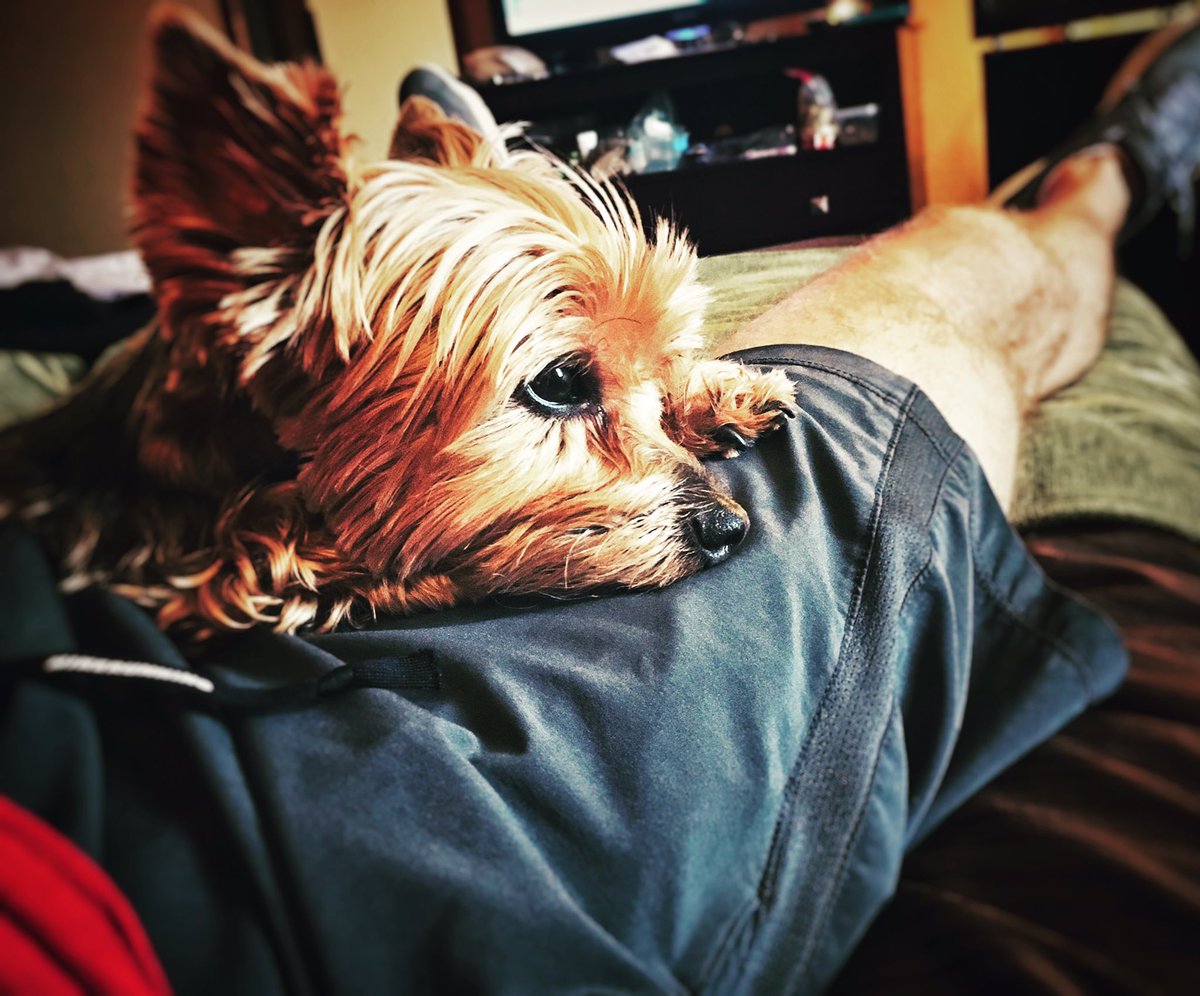 4BarryAnderson's tweet photo. The Sunday morning vibe. Oh, Dylan... ❤ #chillinwithdylan #tourlife #relaxed #dayoff https://t.co/v7Goi7ufg2