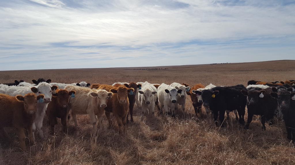 GrazeThePrairie's tweet photo. It's a beautiful Sunday on the prairie. 
#HolisticManagement #LaVidaLocal #GrassFedBeef #grazetheprairie #makeamericagrazeagain https://t.co/mNcdXqr8pH