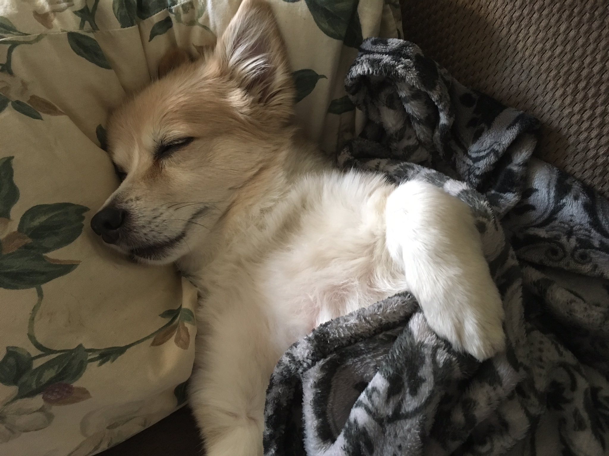 Corgi pom 2025