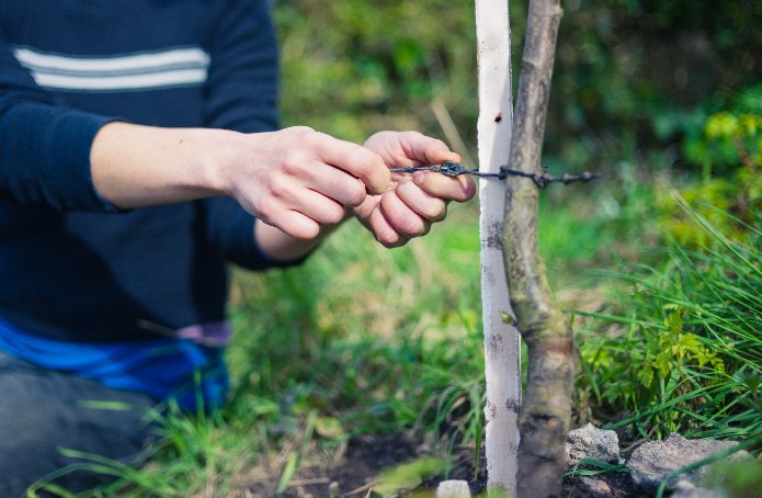 growit_uk's tweet photo. Ensure #tree #stakes and #ties are firm and sound #growit #gyo #growyourown https://t.co/QhmPyELkVX #treestakes #support #allotment https://t.co/gGcIGJcxVf
