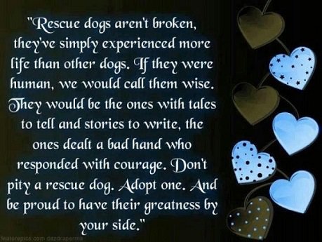 SWFLAnimals's tweet image. Support local rescue events that save lives. Rescues ROCK! pawsandpeopleswfl.com