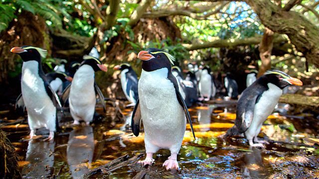 TheNZIA's tweet photo. Wild New Zealand, originally a @BBC documentary series begins on @RTE2 tonight at 7.30pm... https://t.co/7lasNr1bZG