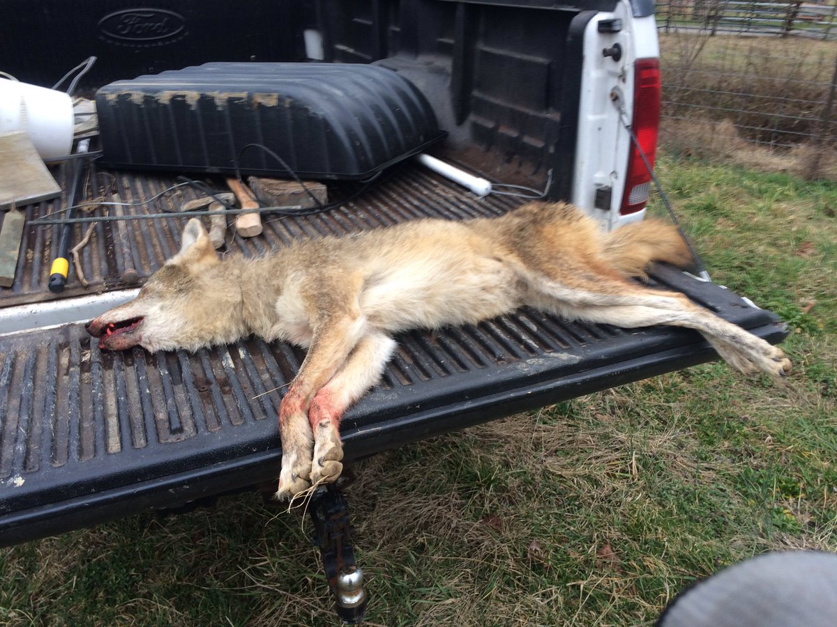 TrapperKentucky's tweet image. Another fawn killer down. @swright0103 @WalterCurrie2 @LaurelMtMan   #predatortrapping #coyote #coyotetrapping