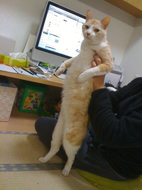 せこなお 昔かっこいい猫画像貼るスレに貼られたふうすけ 探したらあった でかいな T Co Nolsy99i4m せこなお 昔かっこいい猫画像貼るスレに貼られたふうすけ 探したらあった でかいな T Co Nolsy99i4m