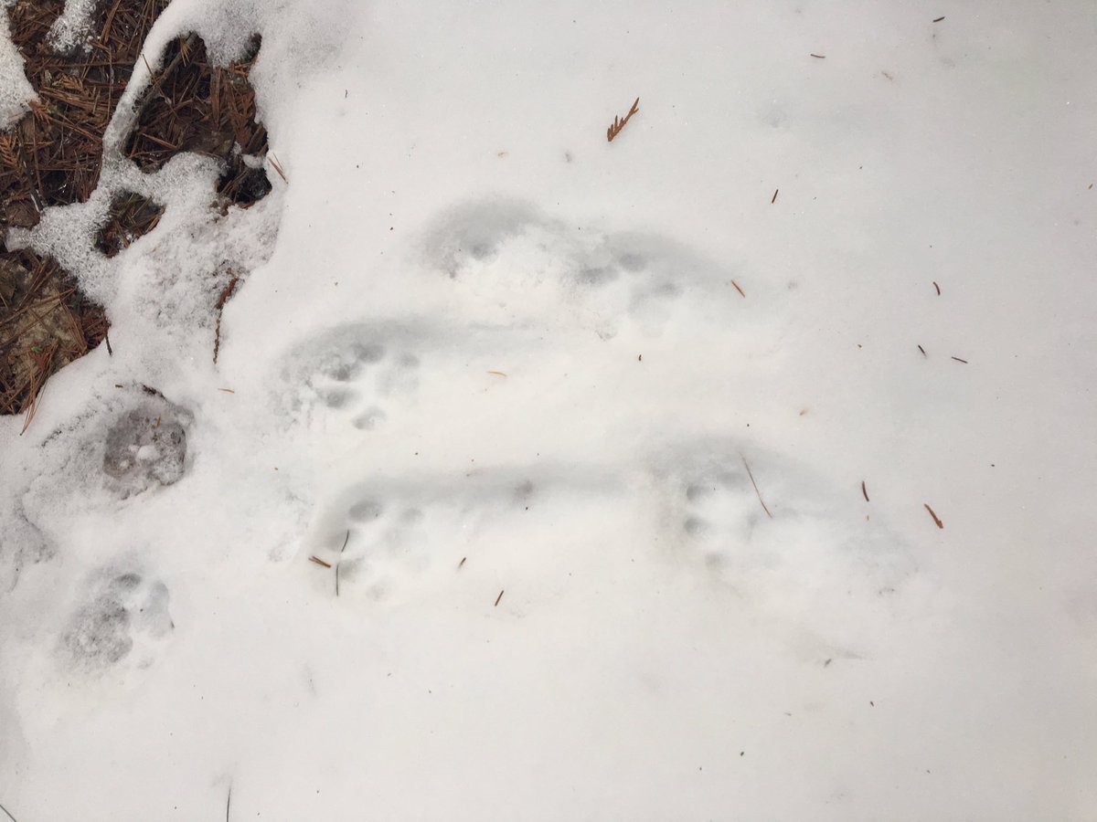 farrow_mountain's tweet photo. Where's my trap #bobcat #bobcattracks #trapping #bobcattrapping #tracks #maine #bobcathunting #hunting #cat #bridger #traps #slinginsteel https://t.co/XAjRodXnZM