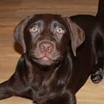FVRRYbox's tweet photo. Did you know? We don’t ONLY see in black and white — we can also see blue and yellow! Good for us!! #dog #dogslife #fvrrybox #fvrry #barkbox https://t.co/vS6wiRC55C
