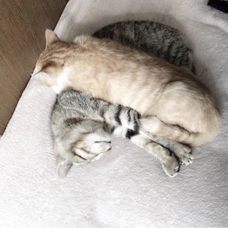 Lppppvu's tweet photo. 見て、可愛い https://t.co/YkCbdv7X2j