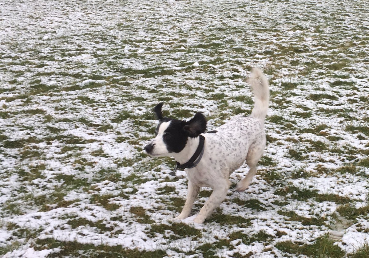 turner_vera's tweet photo. Snow dog #happy #flappingears https://t.co/wYCvVH0tLB