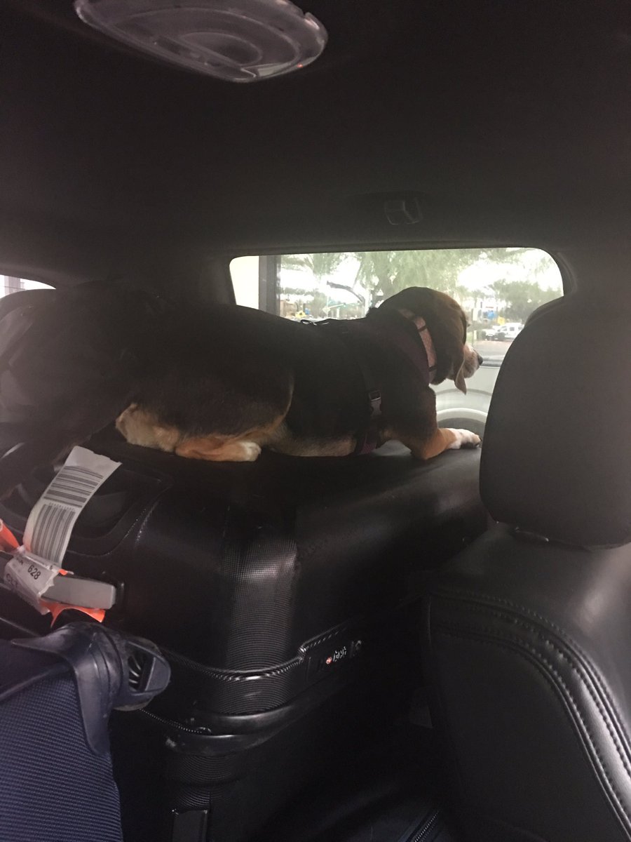 AlyssaZunino's tweet photo. On the road again... #wemadeit #andthedogtoo #Letthegamesbegin https://t.co/NwZOb0z3m6