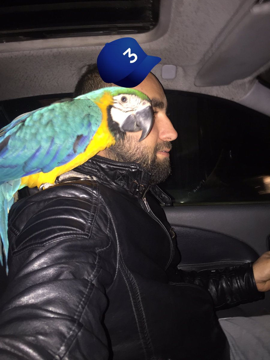 suleymansali's tweet photo. Macaw paşa beyimizz 😇 https://t.co/iwc5uaO6b6
