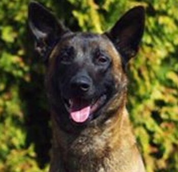 KiringieMe's tweet photo. #Jardo is #Boise's 2017 Pooch Pageant - Pooch of the Year – https://t.co/QGWfvX6F0N https://t.co/l4Hklh35t5