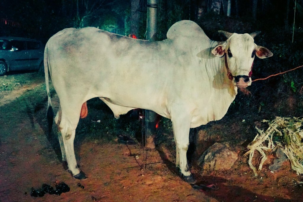 SriSamsthana's tweet photo. ಬೆಳಗಾದರೆ ವಧೆಗೊಳಗಾಗುವುದರಲ್ಲಿದ್ದ ಅಪರೂಪದ ಓಂಗೋಲ್ ನಂದಿಯನ್ನು ಕಾಸರಗೋಡಿನ ಕಟುಕರಿಗೆ ಕೇಳಿದಷ್ಟು ಹಣಕೊಟ್ಟು ಗೋಕಿಂಕರರು ಉಳಿಸಿಕೊಂಡರು; ಹ್ಞಾ! ನಂದಿಯ ಹೆಸರು ಮಾದೇಶ! https://t.co/jMXpEGM2nS
