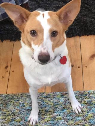 Got Puppy Love?! #OptToAdopt #AdoptDontShop This is Pria &amp; she's looking for her forever home!