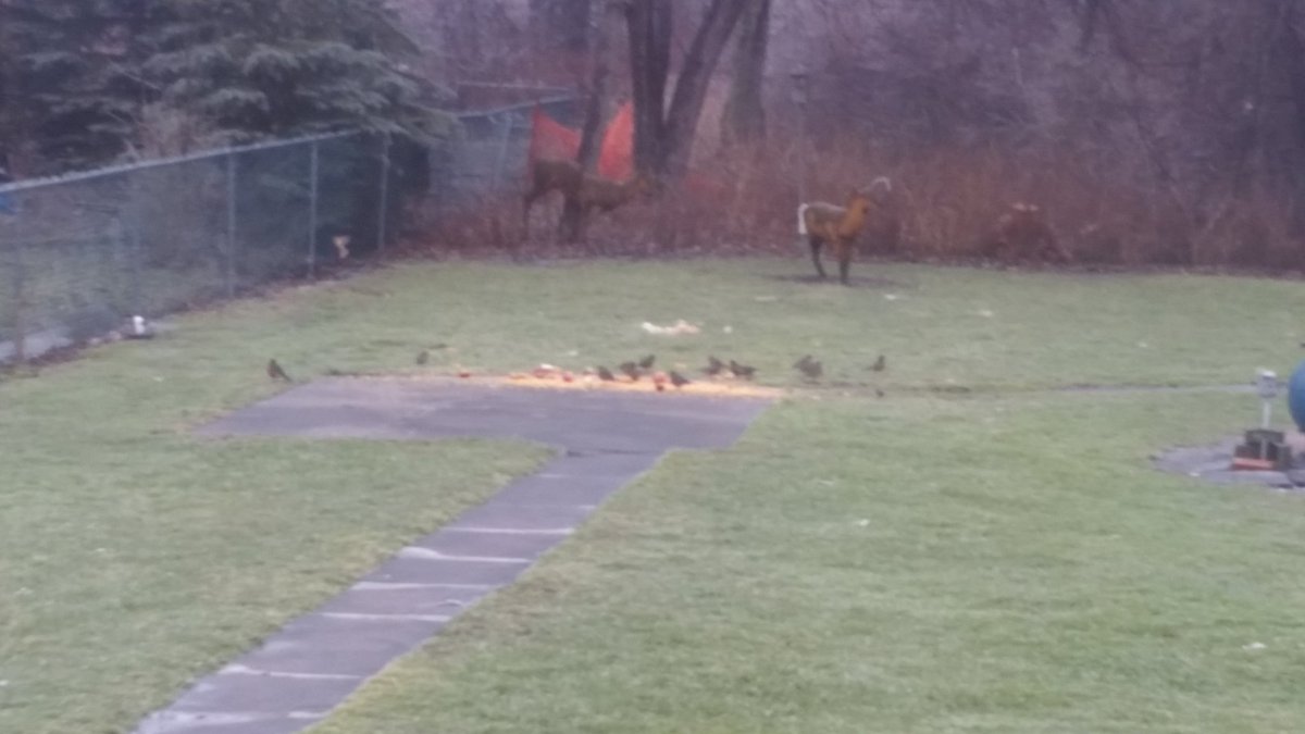 Robins r back eating  corn?