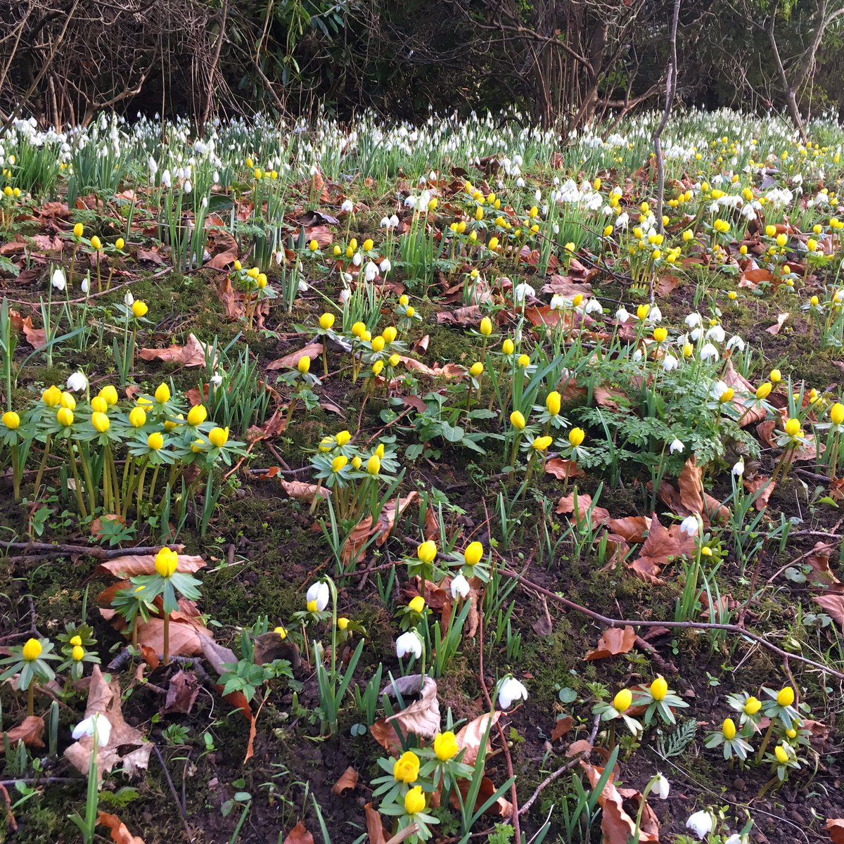 GordonCastle's tweet photo. The right kind of "snow" drops! #naturesbeauty #estatelife #Castlewalks https://t.co/dP3zrNXQoo