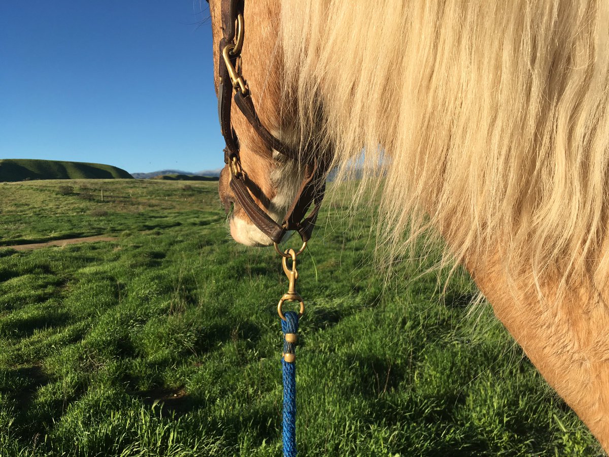 LindaSivertsen's tweet photo. Off the grid for some boy time. 💚Happy Sunday everyone! #horses #fiancefun https://t.co/3nemdolbf1