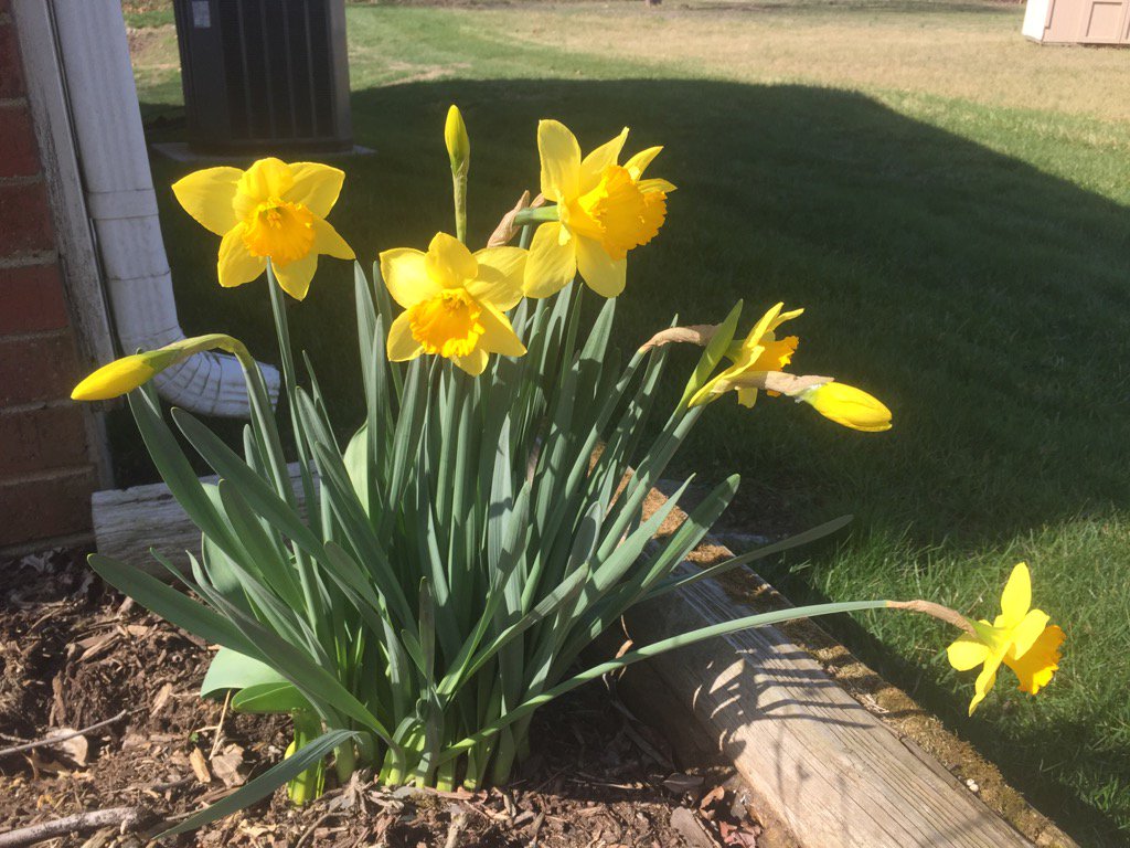 FinalTouchApps's tweet image. A beautiful 77° February 12th day in Charlotte North Carolina