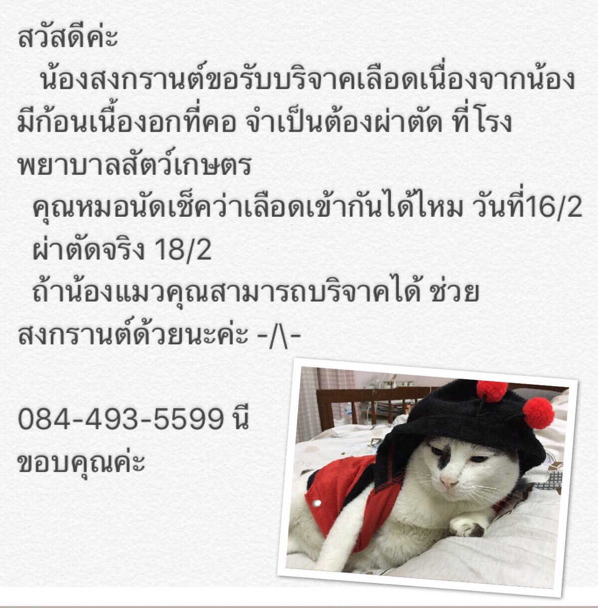 thiscasewme's tweet photo. รบกวนฝากรีทวิตนะคะ ใครมีน้องแมวสุขภาพแข็งแรงและสะดวก ติดต่อได้เลยนะคะ ขอบคุณมากค่ะ🙏💕 #ทวิตดีคนรีน้อย #ขอให้พระคุ้มครอง  #ไดอารี่ตุ๊ดซี่ส์2 https://t.co/Vlq7cuOZxU