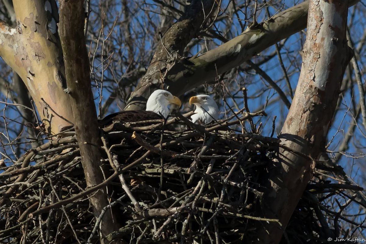 CVNPNPS's tweet photo. The #baldeagles have been very active around their nest at Pinery Narrows. J. Kaftan captured this great photo of the pair from the Towpath. https://t.co/o1hrOcIJjE