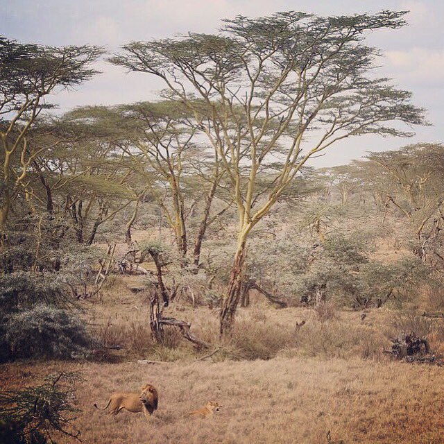 Sunday afternoon... #luxury #travel #Safari #kenya #Africa #BucketList