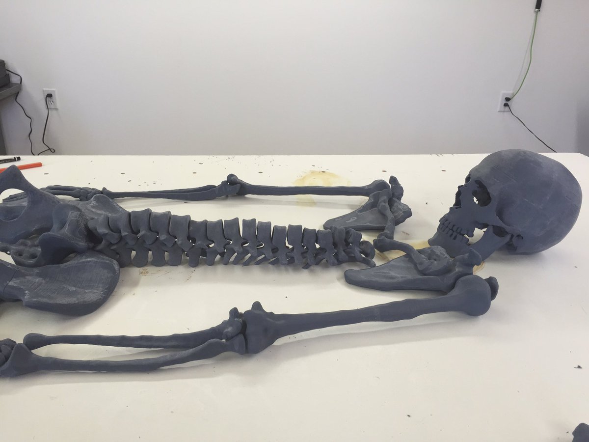 meshbomb1's tweet photo. Full-scale 3D printed artist's skeleton from MRIs CT CBCT EOS #additivism #additivist #3DPrinting #contemporaryart #artist #art #3dprint https://t.co/TBj99tc42D