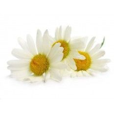 AbbeyEssentials's tweet photo. Did you know camomile was traditionally used to tone blonde hair? Discover more uses here, and try it yourself! https://t.co/ZXrC9By2ah https://t.co/6OGnwcMR3V