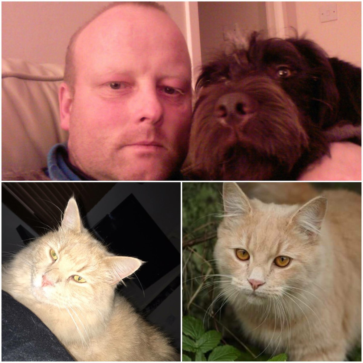 _PetAbuseUK's tweet photo. David Kennedy #Harestanes watched in amusement whilst his dog killed defenceless Aslan,pet cat of Emi-Joe. #Scotland https://t.co/Oa0F0dwZaw https://t.co/GkqGqPeVy6