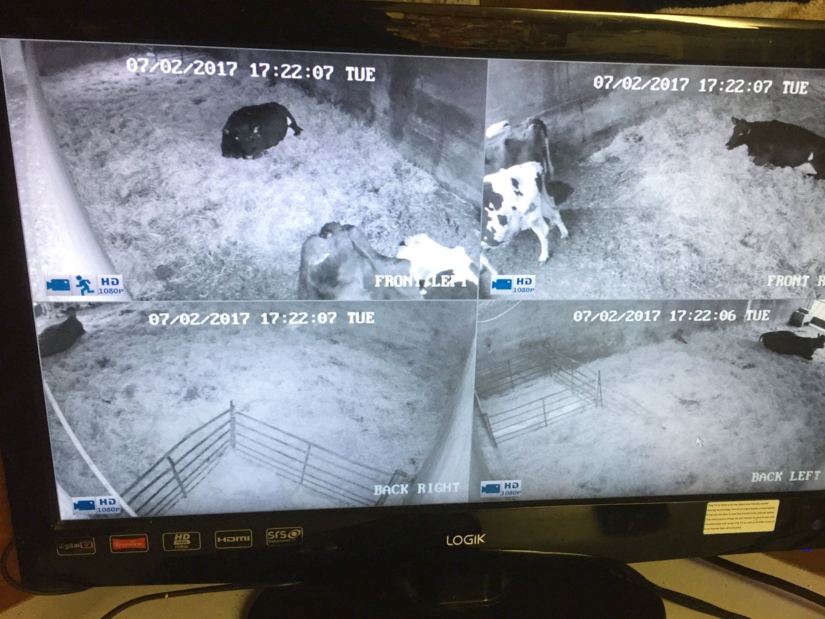 PABElectrical's tweet photo. Another CCTV system installed in calving shed on farm for real time monitoring on existing TV and with smartphone/tablet on or off site https://t.co/1AEYE6ok4s