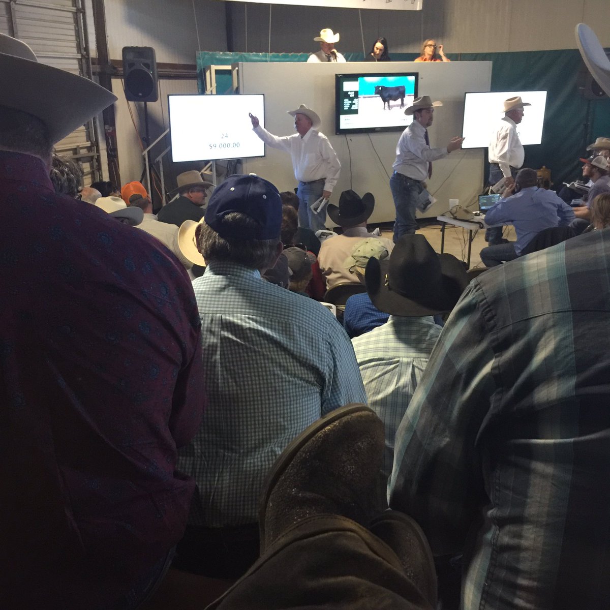 natNKB's tweet photo. Bull sale yesterday. #registeredAngus #texaspanhandle https://t.co/TIYSyIOVYn