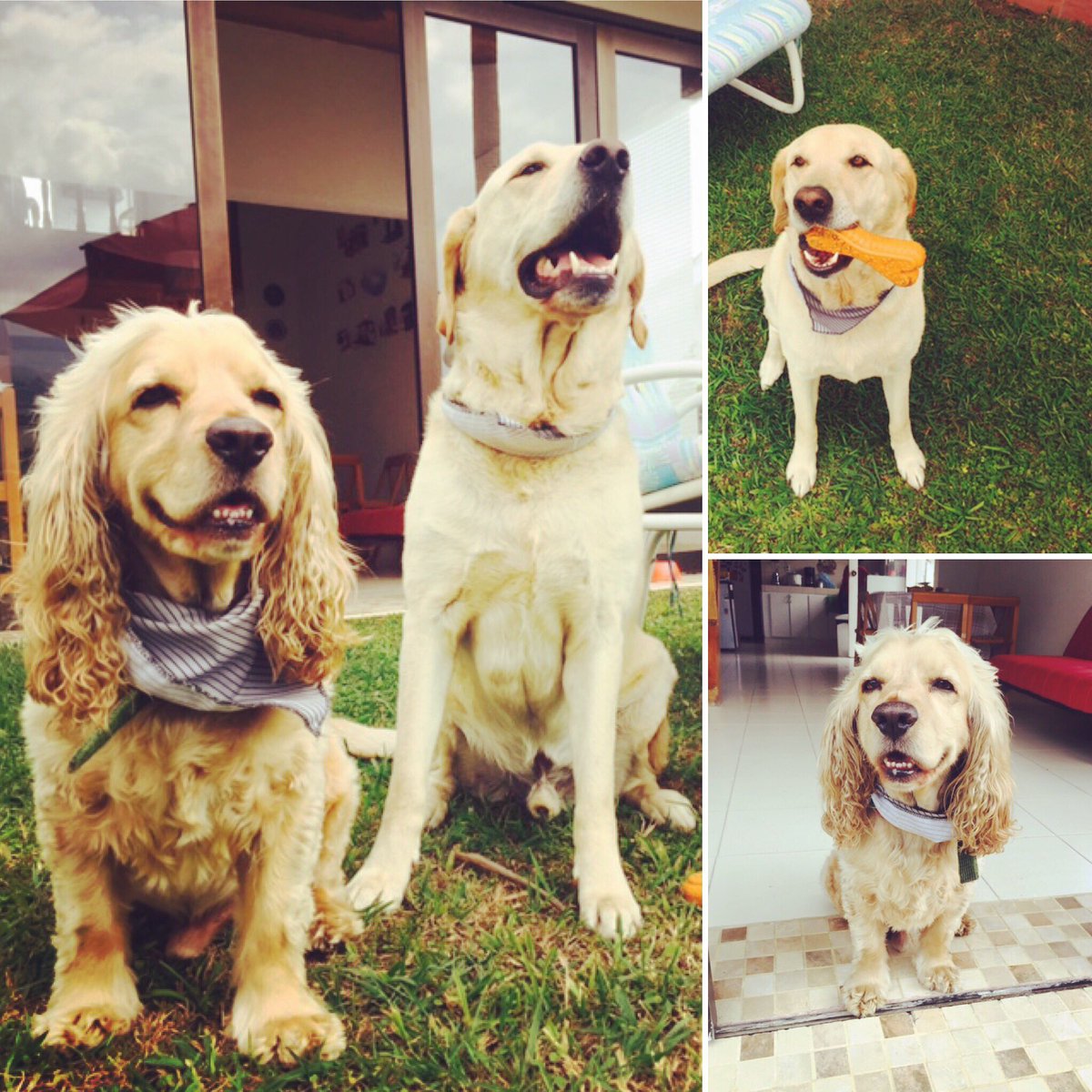 IzquierdoTV's tweet photo. #HappySunday -my #babies #JackWard & #LuloIzquierdo !!! #DogLover #relaxing #fun #dogsoftwitter #labrador #cockerspaniel @PatriciaWard12 https://t.co/1HNmYNo73G