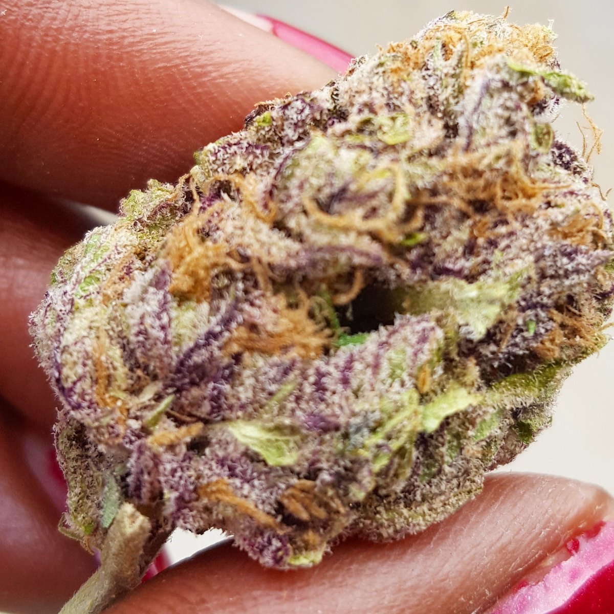 kitty_fedha's tweet photo. MY PICK OF WEEK🏅🤒🏅THIS WEEK IS 🍇GRAPE APE🍇.....#kitty #fedhaent #westcoastkitty #kittyraps #new #music #pickoftheweek #every #sunday https://t.co/CNoJ3nehsV