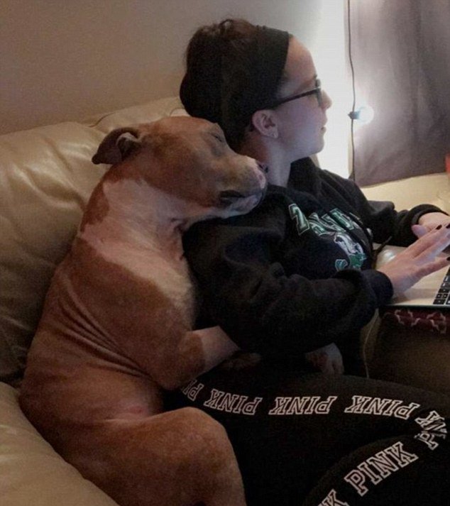 DiscoverVIRALUK's tweet photo. https://t.co/5LcnVZhNw9 Adorable pit bull cannot stop cuddling his new mum #adorable #dogs #friendship https://t.co/CrgqqBOyl4