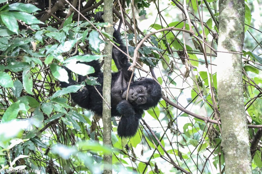LaGirafequiVole's tweet photo. • Iréel, Magique, Incroyable et Insolite
• il etait une fois un #trekking avec les gorilles dans le Parc #Bwindi  #Ouganda @UgTourismBoard https://t.co/45V4o3OLAJ