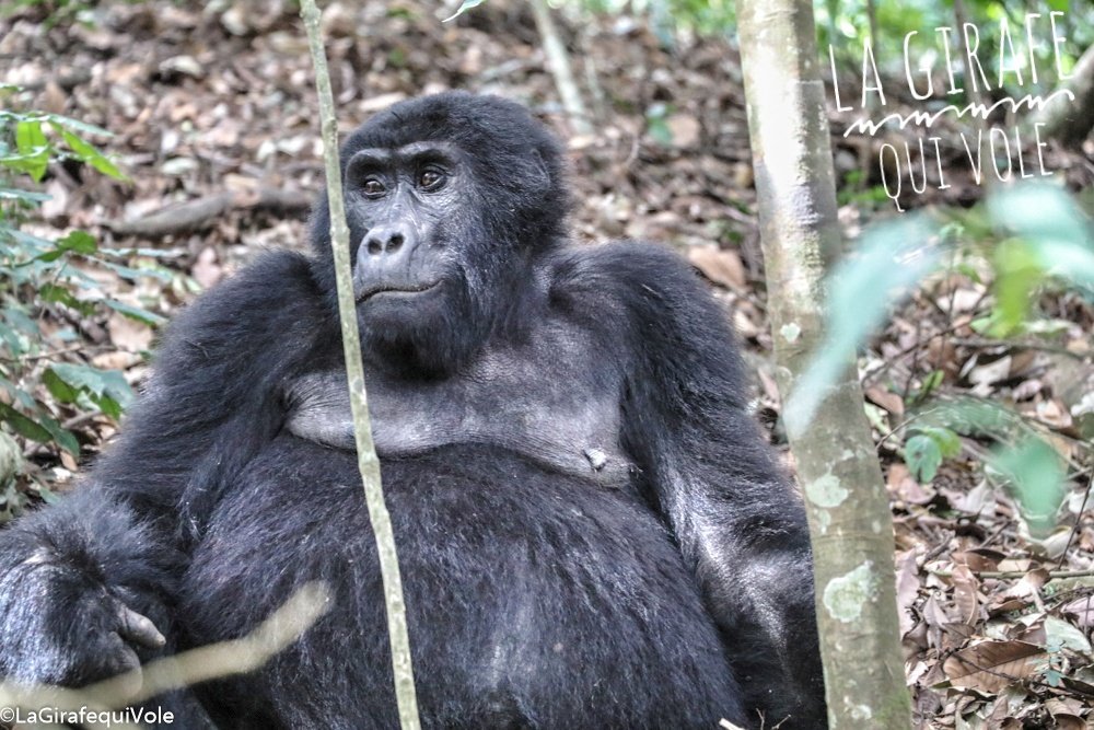 LaGirafequiVole's tweet photo. • Iréel, Magique, Incroyable et Insolite
• il etait une fois un #trekking avec les gorilles dans le Parc #Bwindi  #Ouganda @UgTourismBoard https://t.co/45V4o3OLAJ
