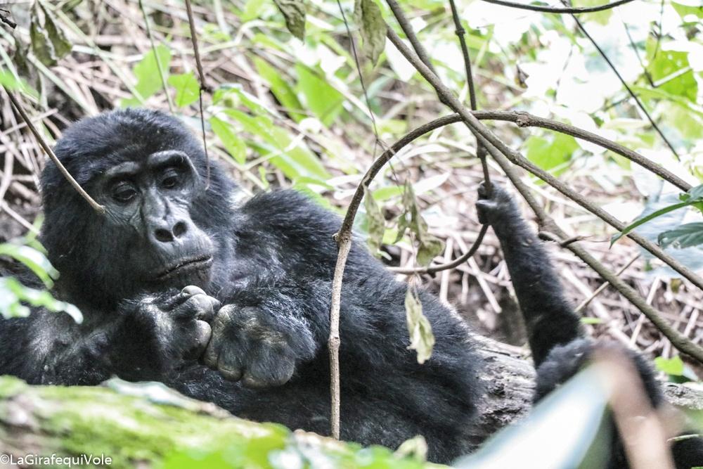• Iréel, Magique, Incroyable et Insolite
• il etait une fois un #trekking avec les gorilles dans le Parc #Bwindi  #Ouganda @UgTourismBoard