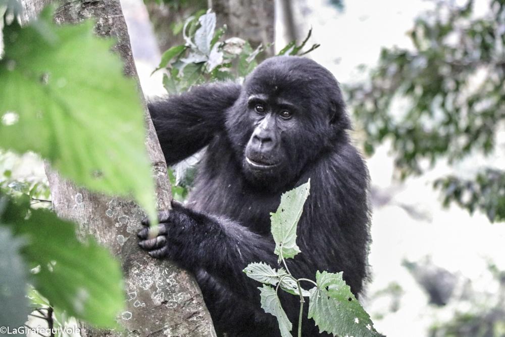 LaGirafequiVole's tweet photo. • Iréel, Magique, Incroyable et Insolite
• il etait une fois un #trekking avec les gorilles dans le Parc #Bwindi  #Ouganda @UgTourismBoard https://t.co/45V4o3OLAJ