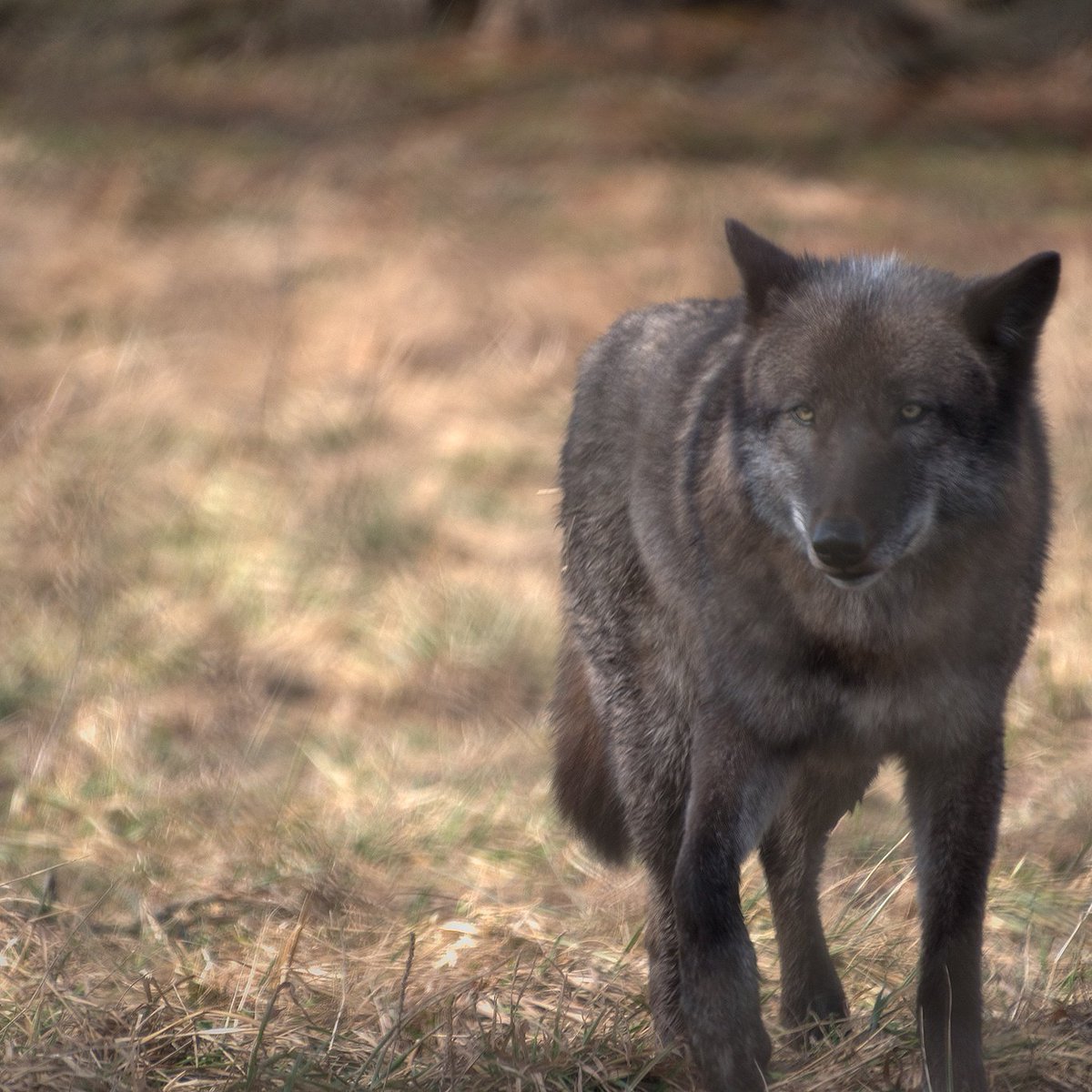 KimGibsonPhoto's tweet photo. #wolf at #wolfpark in #battlegroundindiana, such #beautifulcreatures. #wolfphotography #photooftheday #wolf #wolfpark #photography https://t.co/jSksMmsCoK