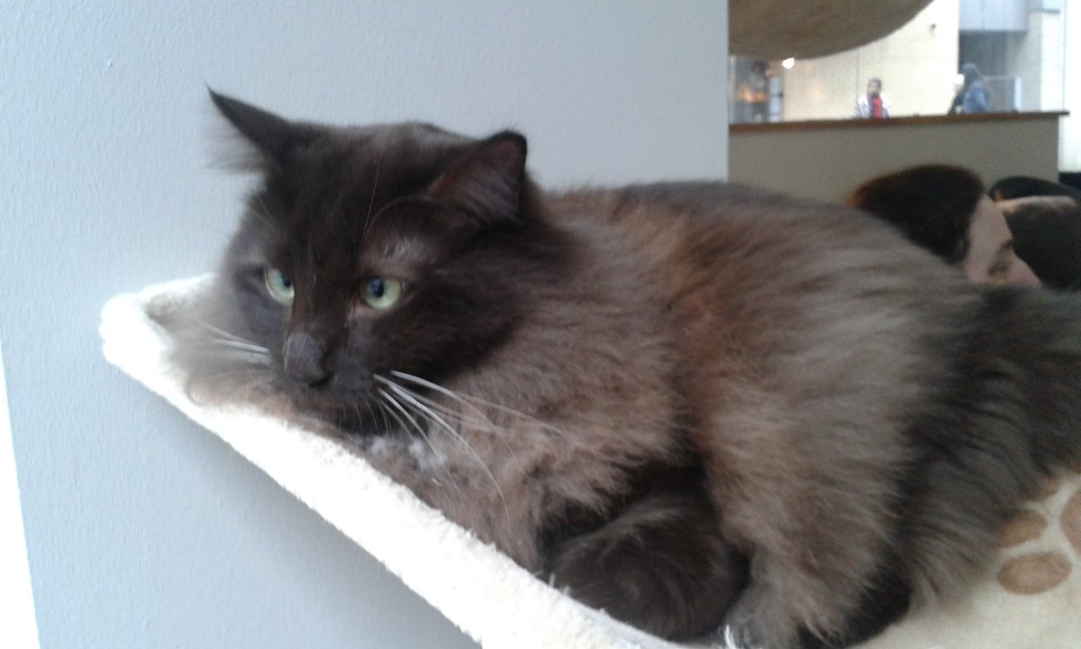 andrewacton72's tweet image. A few furry friends this weekend at @CatCafeManc the Northern Quarter, Manchester.