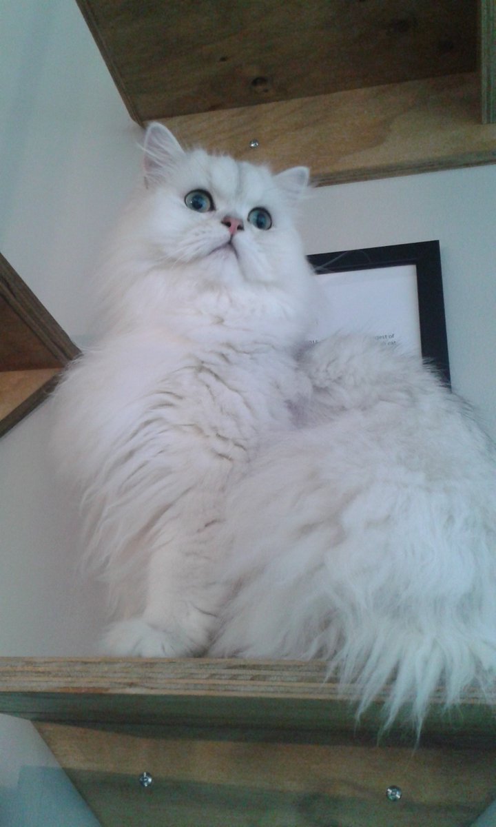 andrewacton72's tweet image. A few furry friends this weekend at @CatCafeManc the Northern Quarter, Manchester.